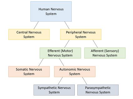 What is the function of the sensory division of the peripheral nervous system? | Homework.Study.com