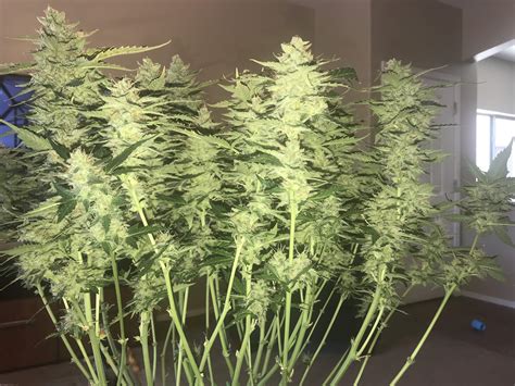 Northern Lights Autoflowers grow diary (journal) harvest11 by - GrowDiaries