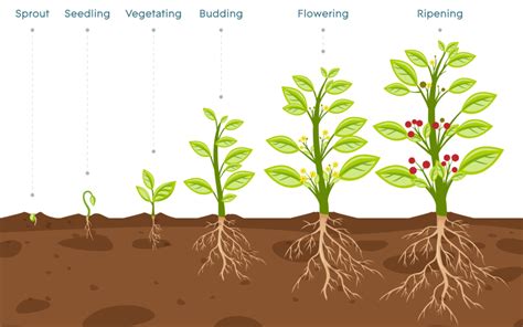 Plant Growth Stages: An Overview - AGrowTronics - IIoT For Growing