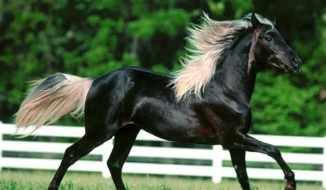 Rocky Mountain Horse Breed Info & Facts