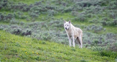 How Yellowstone wolves got their own Ancestry.com page