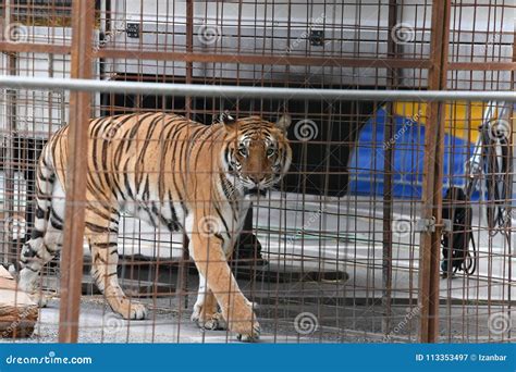 Circus caged tiger stock image. Image of bengal, nature - 113353497