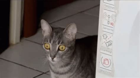 Cat Shocked GIF - Cat Shocked Shocked Face - Discover & Share GIFs