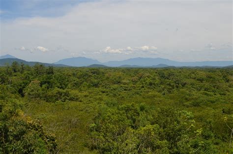 Recovering biodiversity in Brazil's pioneering Atlantic Forest through ...