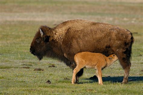 30 Unforgettably Sweet Moments Between Animal Moms and Babies