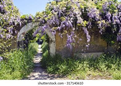 186 Wisteria Island Images, Stock Photos & Vectors | Shutterstock