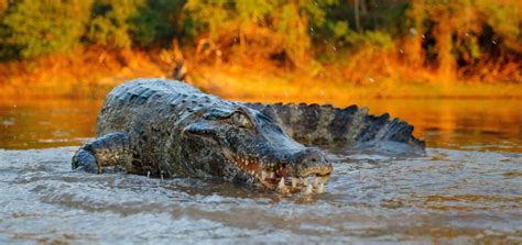 Could an Unarmed Human Beat a Crocodile? - A-Z Animals