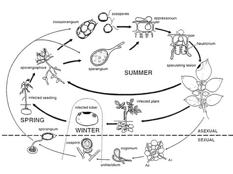 1.14 Life cycle of Phytophthora infestans. Reproduced from Drenth (1994 ...