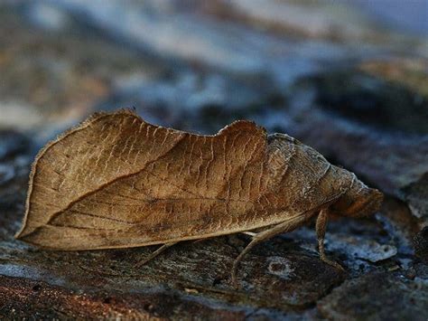 Vampire Moth l Astounding Lepidoptera - Our Breathing Planet