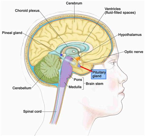 Anterior pituitary function, anterior pituitary hormones