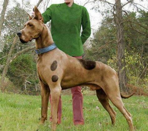 scooby | Great dane dogs, Best guard dogs, Dane dog