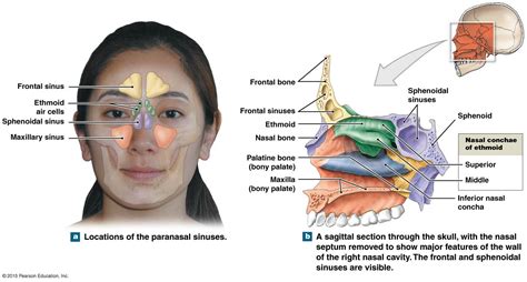 the nasal complex | Human body systems, Body systems, Paranasal sinuses