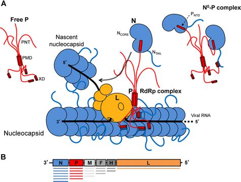 Scheme of Paramyxoviridae RNA synthesis and viral genome. a Schematic... | Download Scientific ...