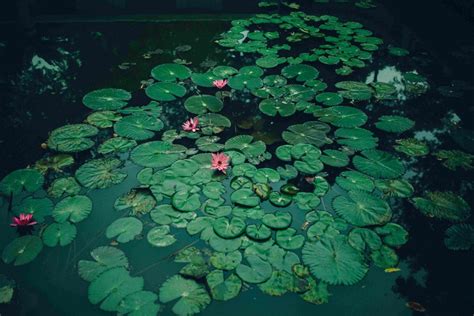 5 Cara Menanam Teratai di Kolam Rumah, Mudah dan Indah