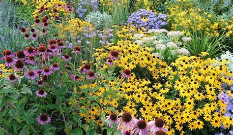 Perennial Flowers that Bloom All Summer | Gilmour | 1000 | Shade perennials, Partial sun ...