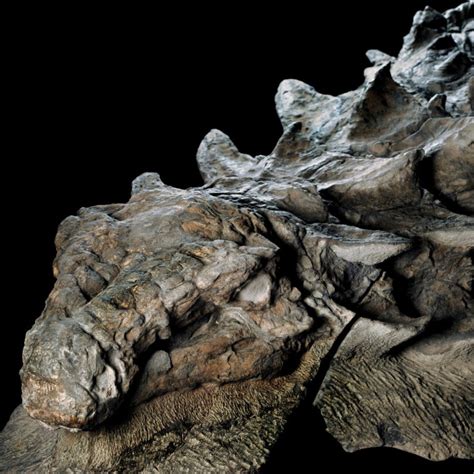 The Most Impressive Fossil Discovered To Date – COOL HUNTING®