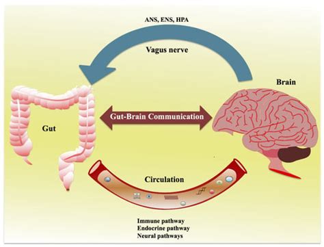 IJMS | Free Full-Text | Gut–Brain Axis: Role of Gut Microbiota on ...