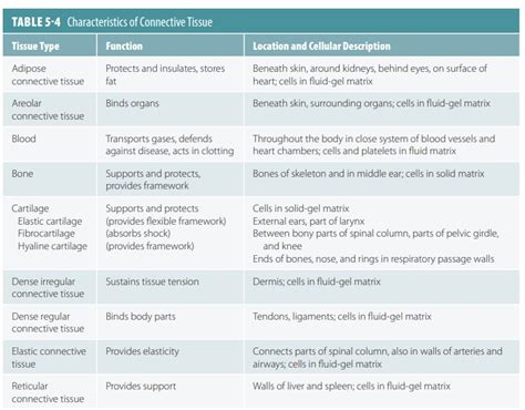 Connective Tissues And Their Functions