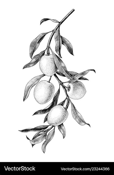 Olives branch black and white vintage clip art Vector Image