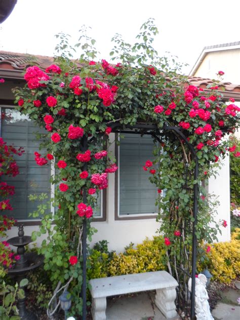 Climbing roses on trellis | Idéias de jardinagem, Jardinagem