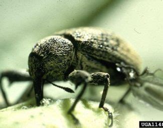 Boll Weevil – Earthwise Agriculture