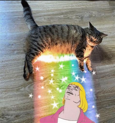 Rainbow Cat Memes - Real Life Nyan Cat - StayHipp