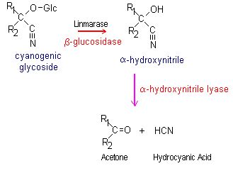 10: Chemical reactions leading to formation of hydrocyanic acid (HCN)... | Download Scientific ...