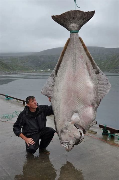 Halibut Facts - Why Are Halibut So Big | Catch Alaskan Halibut