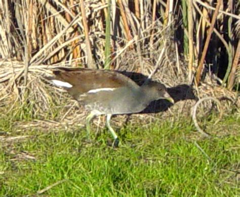 Common Moorhen | Pics4Learning