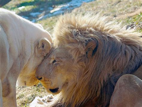 Female lions really go for the thick, dark mane | NCPR News