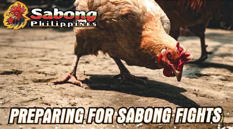 Training Gamefowl for Sabong Fights: Techniques and Tips for Success