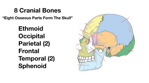 Cranial Bones Unlabeled