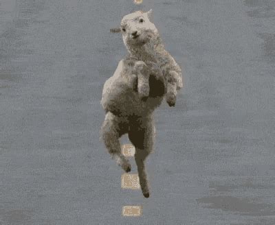 Lol Sheep GIF - Funny Sheep Jumping for a Frisbee