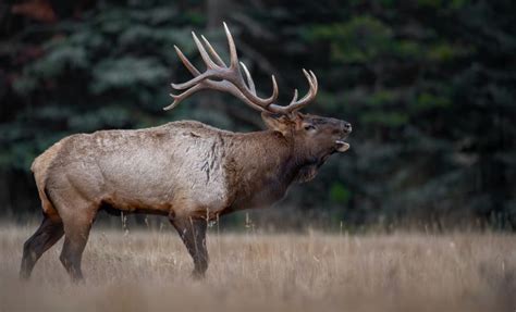 10 Fascinating Animals With Horns: From Rhinos to Ibexes