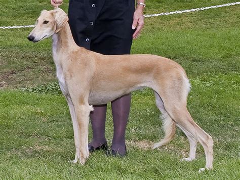 Saluki Dog Info, Temperament, Puppies, Pictures