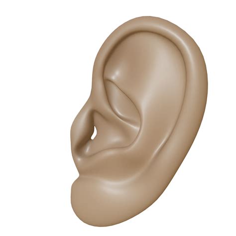 Ear PNG Transparent Images - PNG All