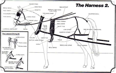 horse harness parts diagram - Yahoo Результаты Поиска картинок в 2023 г ...