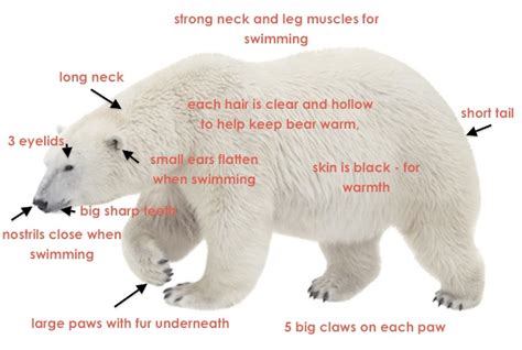 Polar Bear Body Parts Diagram