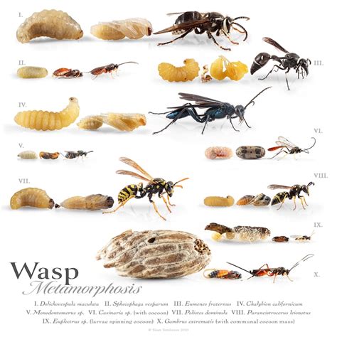 Wasp Metamorphosis Poster - Etsy