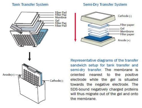 Wet or dry protein transfer: Which one to choose for your western blotting? Novus Biologicals