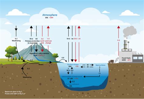 Inventories of major carbon reservoirs and transport between the... | Download Scientific Diagram