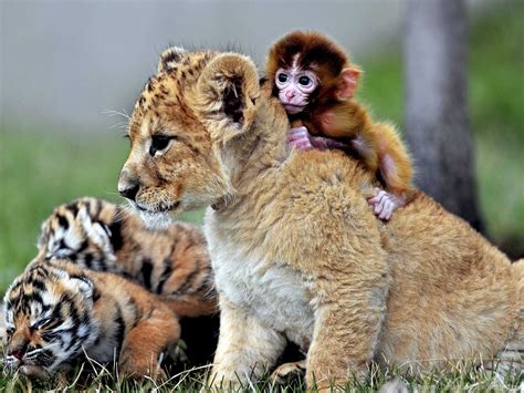 Cute Animal Wallpapers, Puffy, Hd Wild Life Photos, Pet Images ... Desktop Background