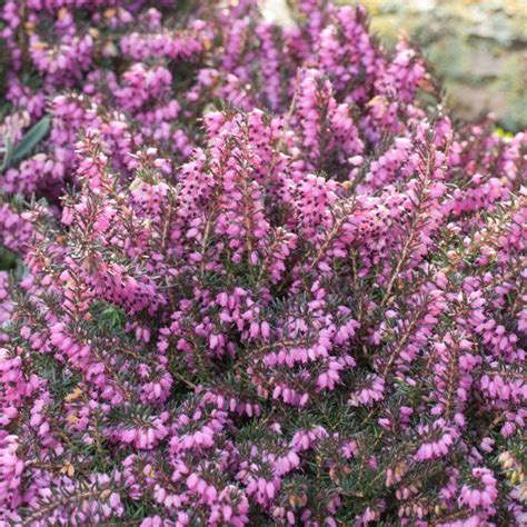 Heather 'Mediterranean Pink' for Sale Online – Greener Earth Nursery