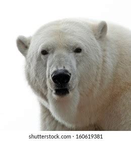 Polar Bear Portrait Stock Photo (Edit Now) 160619381