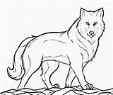A Wolf Coloring Page  Free Printable Pages For Kids sketch template