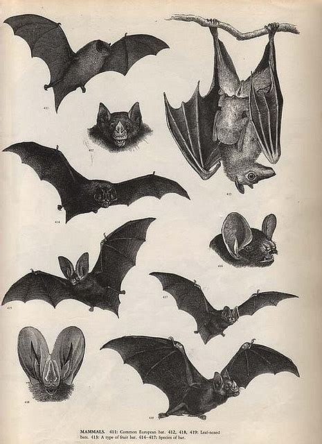 122 best Bat Art images on Pinterest | Wildlife, Bats and Black paper