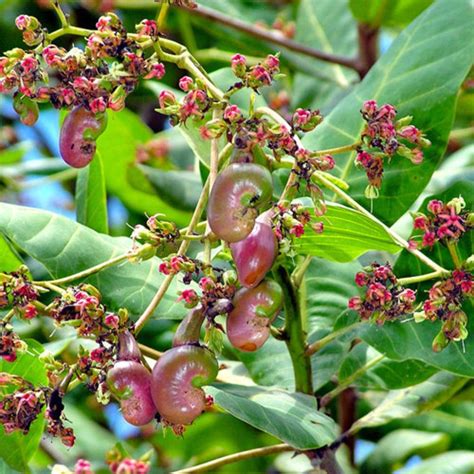 Cashew Tree | Cashew tree, Fruit, Fruit plants