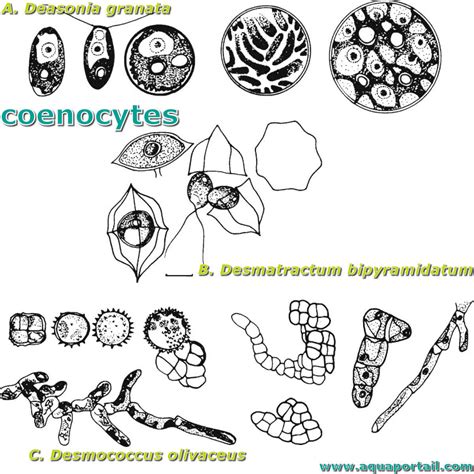 Coenocyte : définition et explications