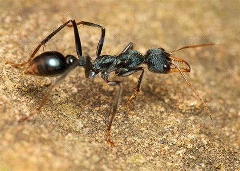 Bull ant by pelooyen. a closeup of a bull ant #pesttreatment,pestcontrol,doityourselfpestcontrol ...