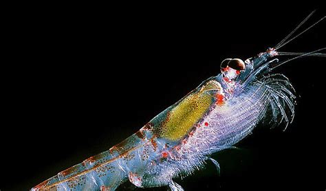 Warmer waters shrink krill habitat around Antarctica | South Africa Today